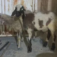 ۳تا بره فر دست پا بلند چیده اماده پروار‌نگهداری