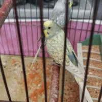 مرغ عشق اسپانگل نر شش ماهه