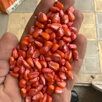 بذر ذرت ۷۰۳