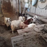 فروش بز نر