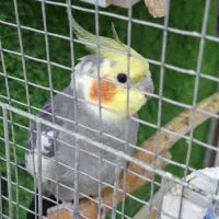 عروس هلندی نر