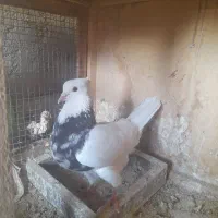 کفتر طوقی و پرشی