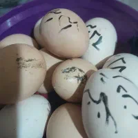 تخم مرغ دورگه محلی نطفه دار قوی
