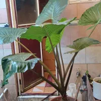 گل بابا آدم