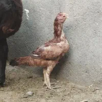 مرغ لاری  اصیل افغان