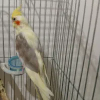عروس ماده دوکت