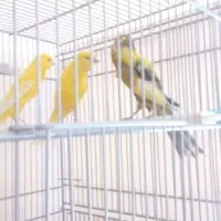 قناری رنگ روشن تعداد بالا