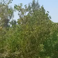 چهار-دیواری-باغ