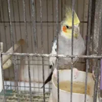 عروس هلندی