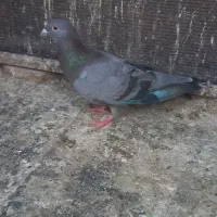 کفترماده شهرستانی معاوضه نرطوقی معاوضه زاغ ابادانی