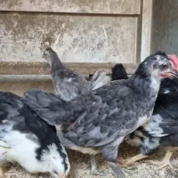 جوجه  گلین لری