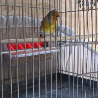 سره قناری قرص بخون مست مست کت باز کن دهن سره