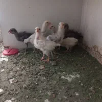 جوجه مرغ