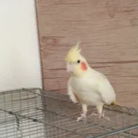 عروس هلندی نر