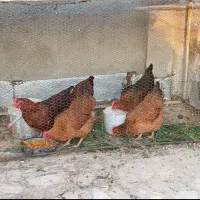 مرغ  خروس  تخمگذار