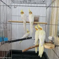 جوجه عروس هلندی
