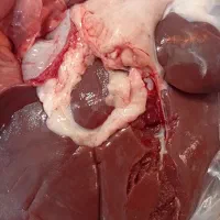 فروش  کهره بره