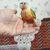جوجه گرینچیک
