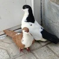 جفتگاه بینظیر