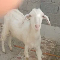 فروش یکجا بز ها  70