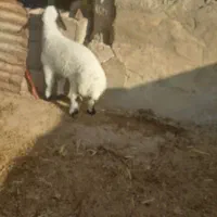 یک عدد بره