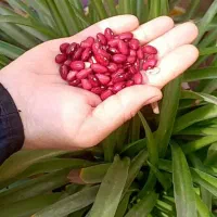 لوبیا قرمز