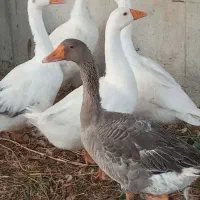 ده عددجوجه غازیک تادوماهه