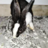 خرگوش
