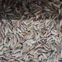 شلتوک‌بوجاری‌شده