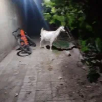 بعلت بی جایی