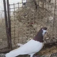 کبوتر یالی