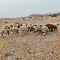 میش ، قوچ ، بره نر ، کهره نر