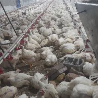 فروش مرغ گوشتی زنده