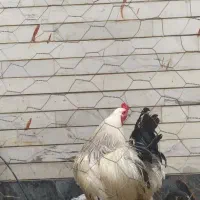 خروس محلی برهما