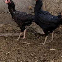 مرغ لاری ۲ عدد شامل تخفیف