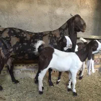 بز ارتشی وحجازی اصل