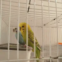 مرغ عشق|پرنده|مشهد, امیریه|دیوار