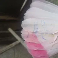 کفترکبوترمهرخورده