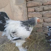 جوجه برهما لایت