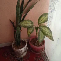 گل طبیعی|گل و گیاه طبیعی|مشهد, جانباز|دیوار