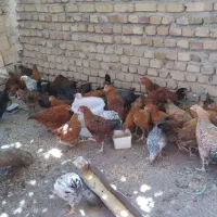 خروس نیمچه