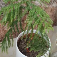 کاج مطبق زیبا با گلدان