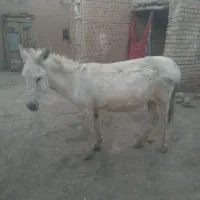 حیوان