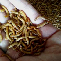 کرم میلورم زنده وخشک