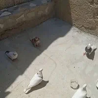 کبوتر نقره ای و نیم طوق و طوق گران رش
