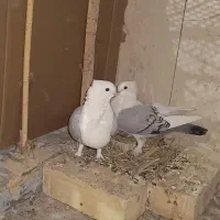 کبوتر ساتینا