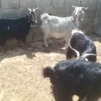 چهار تا بز داشتی درجه یک
