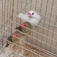 فنج|پرنده|کرمانشاه, |دیوار