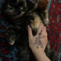 جفت گیری برای گربه ماده