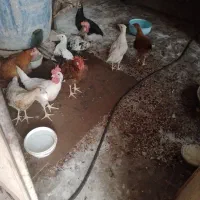 خروس